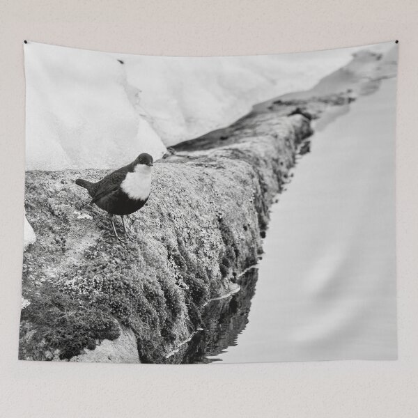 Item preview, On the stonewall. White-throated dipper bw designed and sold by Jouko Lehto Photography.