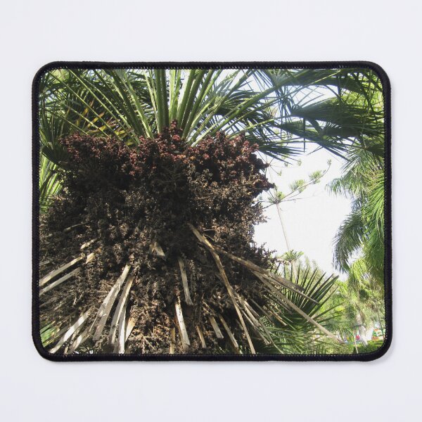 Item preview, palm with fruits in montazah arden designed and sold by sadeek1021953Ss.