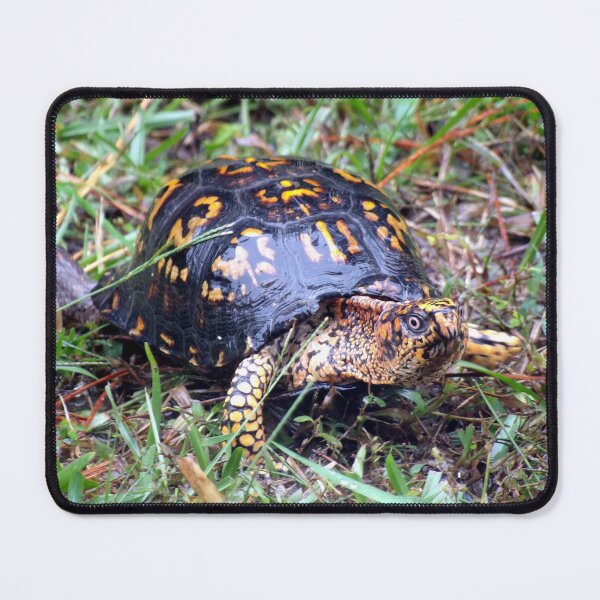 Item preview, Eastern Box Turtle on a Rainy Day designed and sold by gistinker.