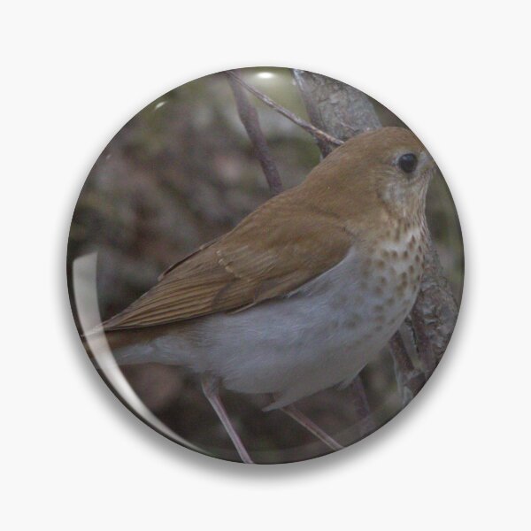 Item preview, Gray Cheeked Thrush designed and sold by Mike Cicero.