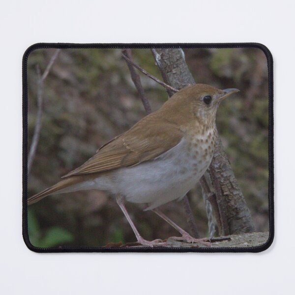 Item preview, Gray Cheeked Thrush designed and sold by Mike Cicero.