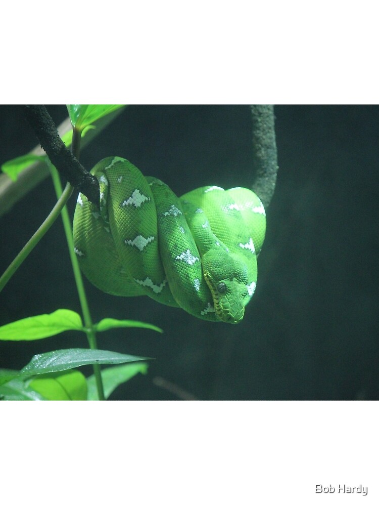 Thumbnail 3 of 3, Scarf, Green Tree Python designed and sold by BobHardy.