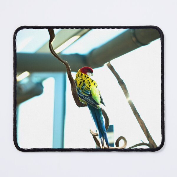Item preview, Eastern rosella in the sun designed and sold by Lena's Proud :).