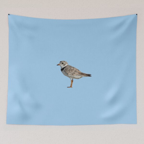 Item preview, Piping Plover Color Design  designed and sold by designsasstultd.