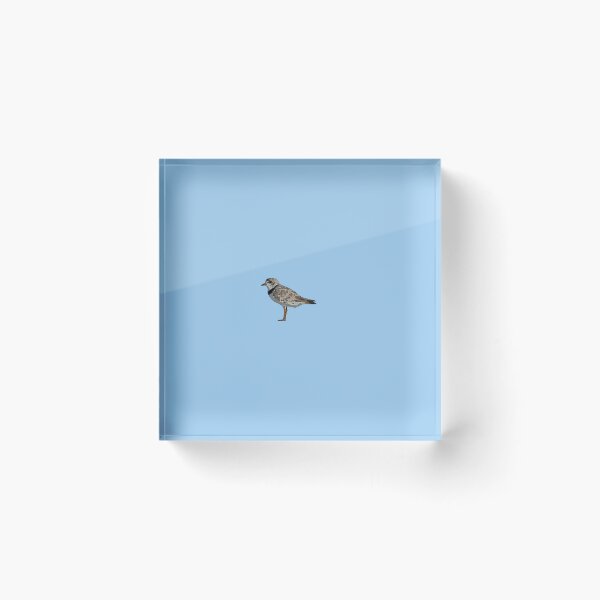Item preview, Piping Plover Black Alternate Design  designed and sold by designsasstultd.