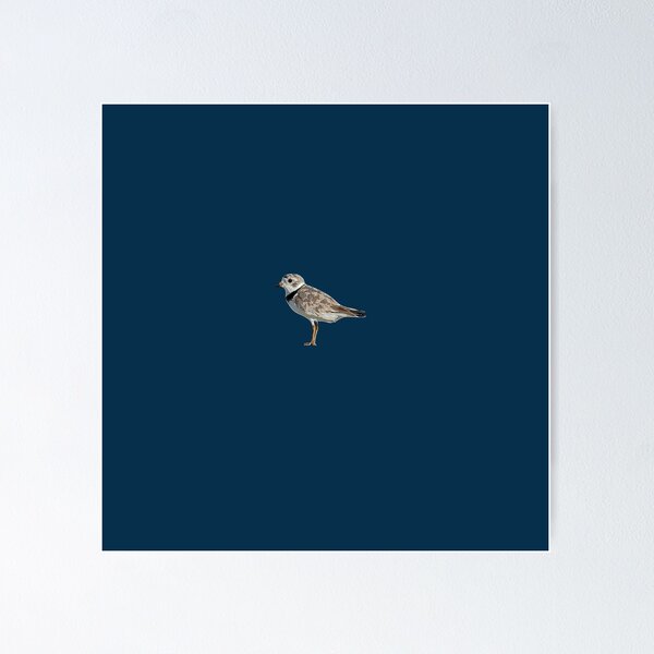 Item preview, Piping Plover White Alternate Design  designed and sold by designsasstultd.