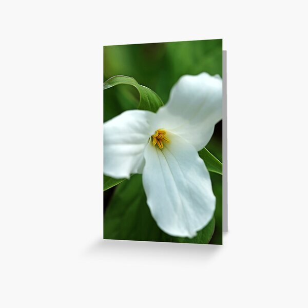 Item preview, White Wake Robin designed and sold by Debbie Oppermann.