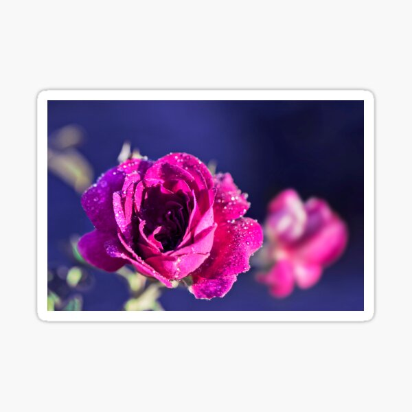 Purple rose Sticker
