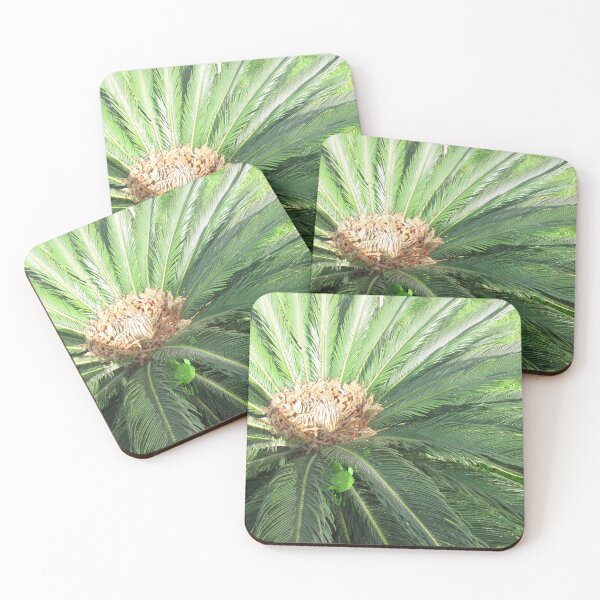 Item preview, ornamental palm  have brown head and green leaf from mamora  garden  designed and sold by sadeek1021953Ss.