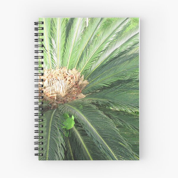 Item preview, ornamental palm  have brown head and green leaf from mamora  garden  designed and sold by sadeek1021953Ss.