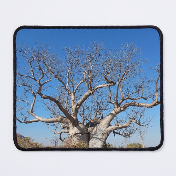 Item preview, Two trunks of a baobab tree appearing to hug one another. designed and sold by EAnneH.