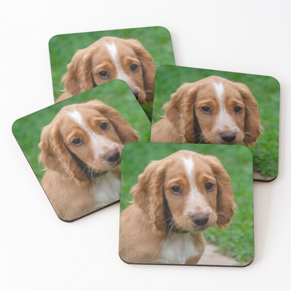 Aperçu de l'œuvre Chiot Cocker Spaniel de travail créée et vendue par Photoboxything.