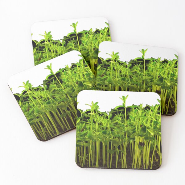 Item preview, Young green seedlings isolated on black background. Sprouts of sunflower. designed and sold by zambalala.