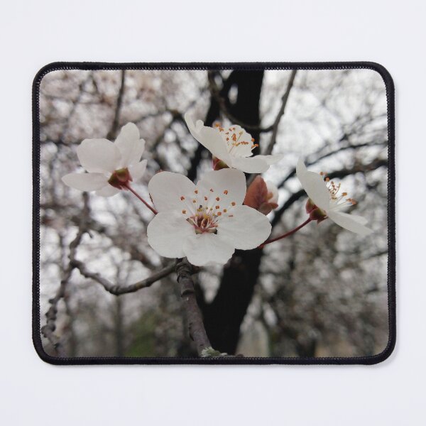 Item preview, Close up of Cherry plum with white blossoms 2 original artwork designed and sold by paragonDesign28.