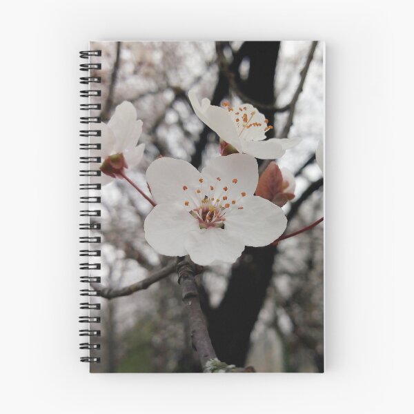 Item preview, Close up of Cherry plum with white blossoms 2 original artwork designed and sold by paragonDesign28.
