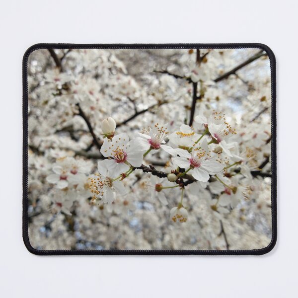 Item preview, Close up of Cherry plum with white blossoms 3 original artwork designed and sold by paragonDesign28.