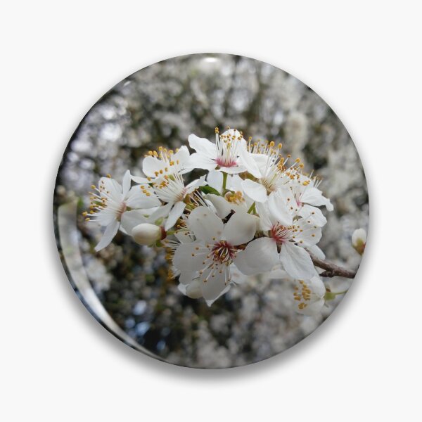 Item preview, Close up of Cherry plum with white blossoms 4 original artwork designed and sold by paragonDesign28.