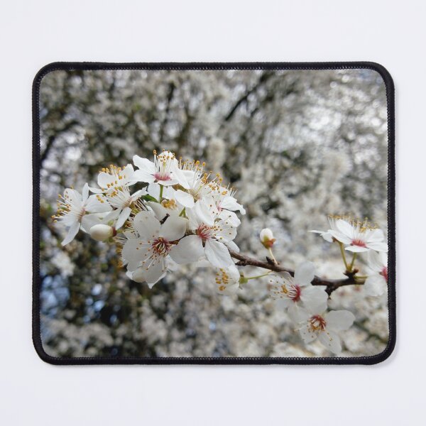Item preview, Close up of Cherry plum with white blossoms 4 original artwork designed and sold by paragonDesign28.