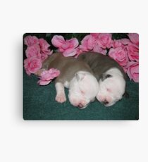 New Life Canvas Print