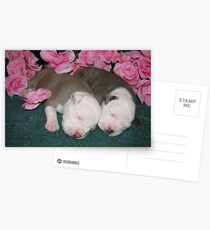 New Life Postcards