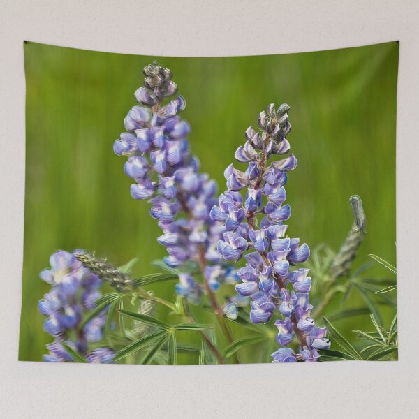 Artikelvorschau, Wilde blaue Lupine entworfen und verkauft von alanathrower.
