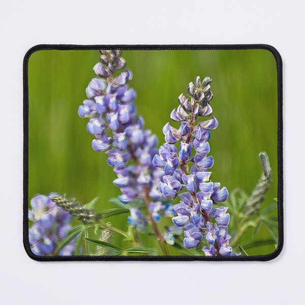 Item preview, Wild Blue Lupine designed and sold by alanathrower.