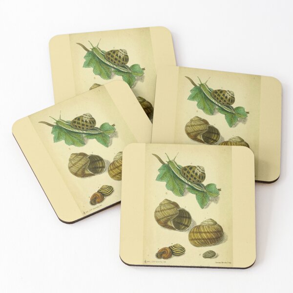 Item preview, Vintage print of British edible snails designed and sold by stevepaint.