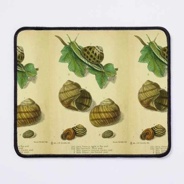 Item preview, Vintage print of British edible snails designed and sold by stevepaint.