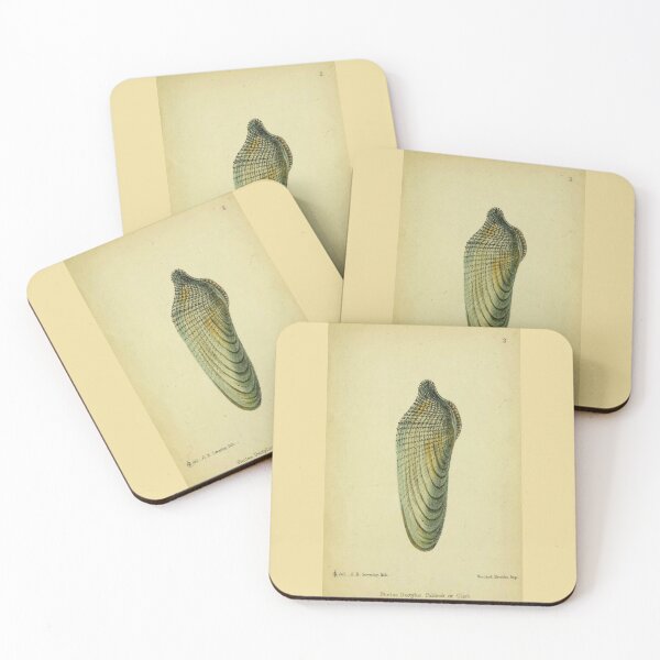 Item preview,  Vintage print of a British a Pidock,or pholas dactylus shell designed and sold by stevepaint.