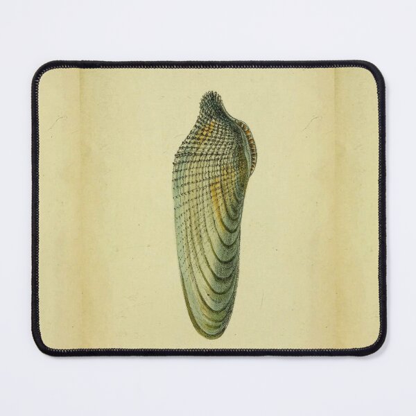 Item preview,  Vintage print of a British a Pidock,or pholas dactylus shell designed and sold by stevepaint.