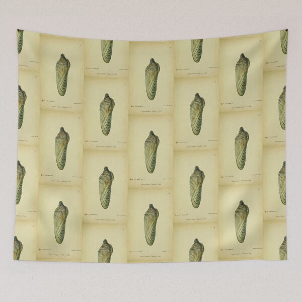 Item preview,  Vintage print of a British a Pidock,or pholas dactylus shell designed and sold by stevepaint.