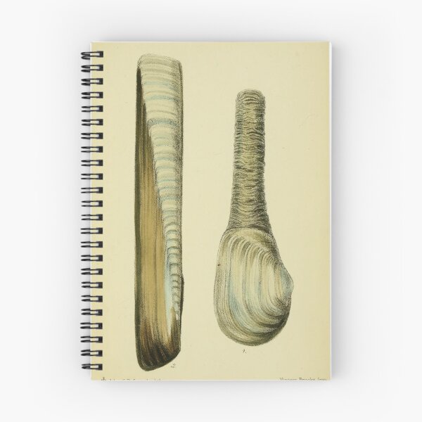 Item preview,   Vintage print of a British a Mya truncata,or Gaper and a solen siliqua or razor shell  designed and sold by stevepaint.