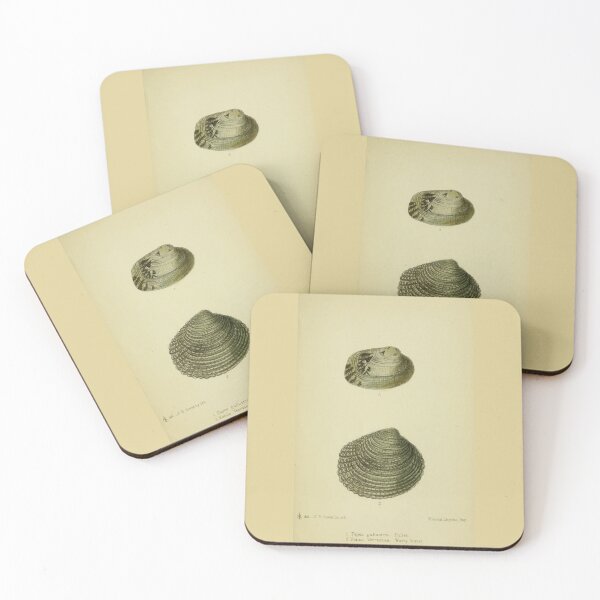 Item preview, Vintage print of British shells designed and sold by stevepaint.