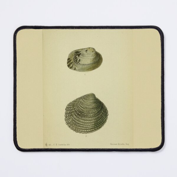 Item preview, Vintage print of British shells designed and sold by stevepaint.