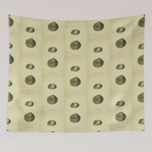 Item preview, Vintage print of British shells designed and sold by stevepaint.