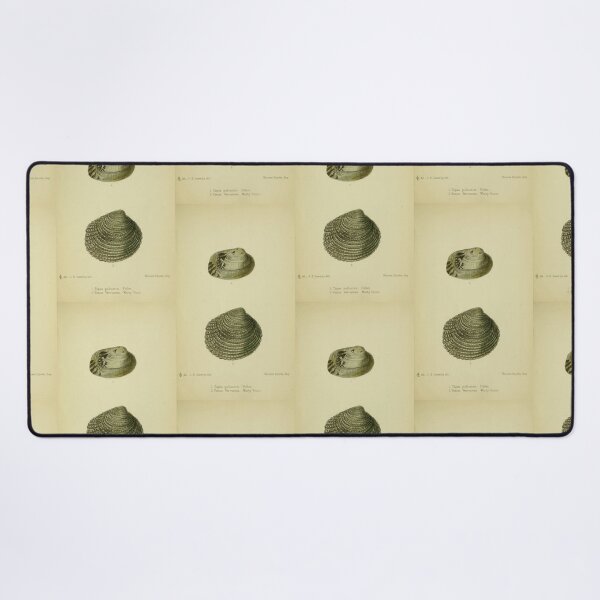 Item preview, Vintage print of British shells designed and sold by stevepaint.