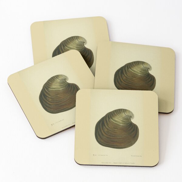 Item preview, Vintage print of a British shell designed and sold by stevepaint.