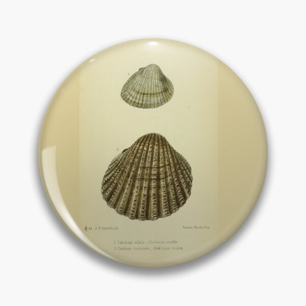 Item preview, Vintage print of a British shell designed and sold by stevepaint.
