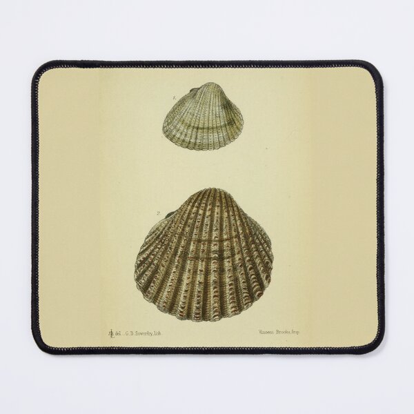 Item preview, Vintage print of a British shell designed and sold by stevepaint.