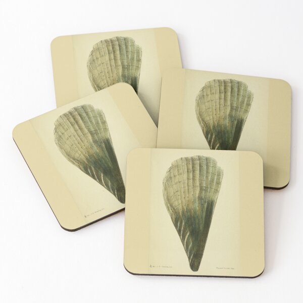 Item preview, Vintage print of a British shell designed and sold by stevepaint.