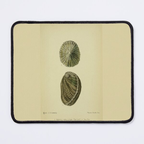 Item preview, Vintage print of a British shell designed and sold by stevepaint.