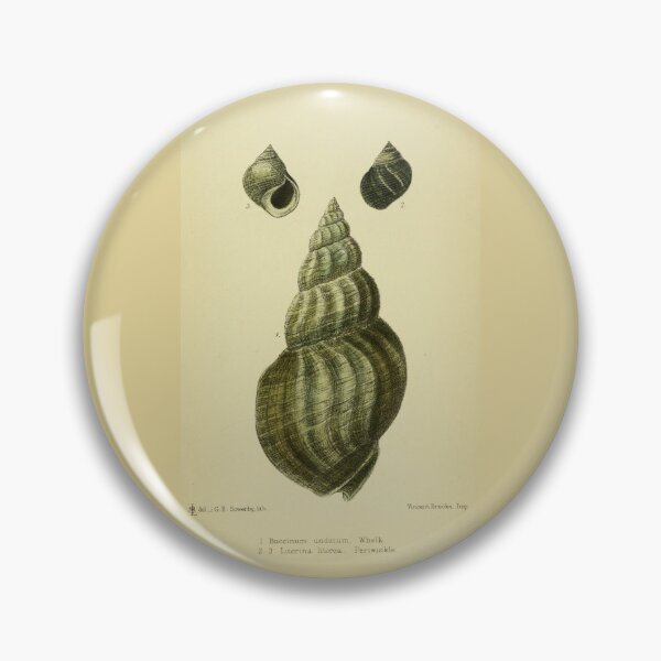 Item preview, Vintage print of a British shell designed and sold by stevepaint.