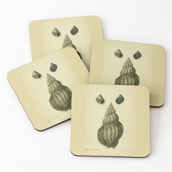 Item preview, Vintage print of a British shell designed and sold by stevepaint.
