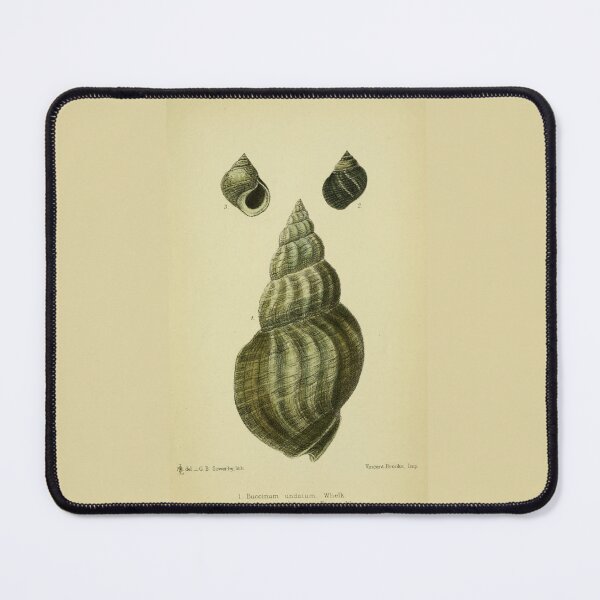 Item preview, Vintage print of a British shell designed and sold by stevepaint.