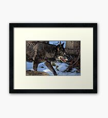 Timber Wolf Framed Print