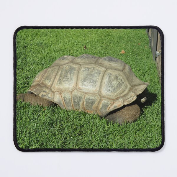 Item preview, Aldabra giant tortoise designed and sold by greentiger1.
