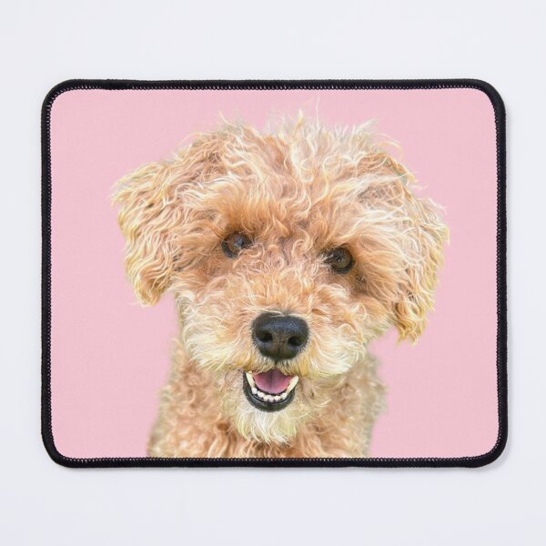 Item preview, Gert the Schnoodle designed and sold by Unmoosual.