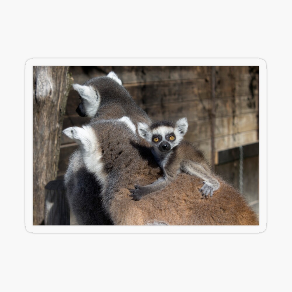 Ring Tail Lemur | Frazier Farm Exotics