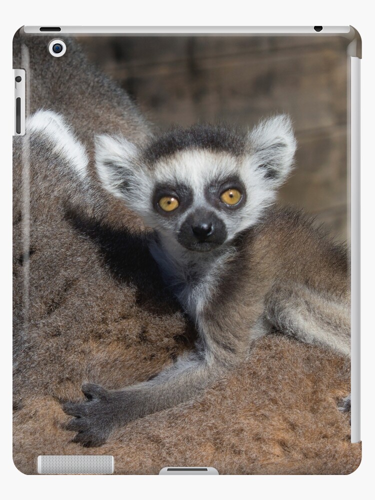 Ring-tailed Lemur Lemur Catta – Wallmonkeys