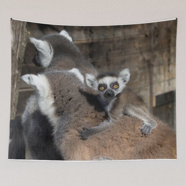 Item preview, Ring-Tailed Lemur Baby designed and sold by Mythos57.